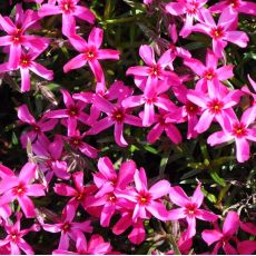 Phlox 'Scarlet Flame'