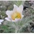 Pulsatilla vulgaris 'Pinwheel White'