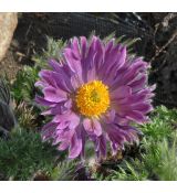 Pulsatilla vulgaris 'Papageno'