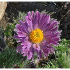 Pulsatilla vulgaris 'Papageno'