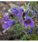 Pulsatilla turczaninowii