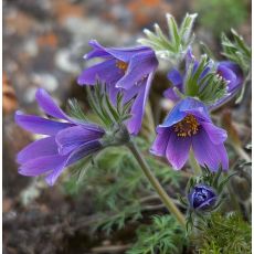 Pulsatilla turczaninowii