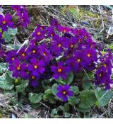 Primula 'Wanda'