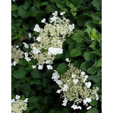 Hydrangea anomala 2l