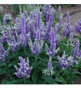 Veronica spicata 'Blue Bomb'