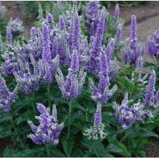 Veronica spicata 'Blue Bomb'