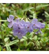 Phlox stolonifera 'Blue Ridge'