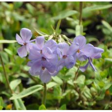 Phlox stolonifera 'Blue Ridge'