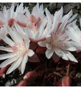 Lewisia rediviva