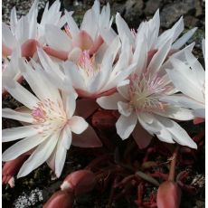 Lewisia rediviva