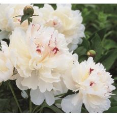 Paeonia lactiflora 'Festiva Maxima''