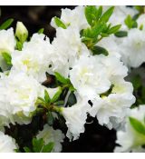 Azalea japonica 'Schneeperle'