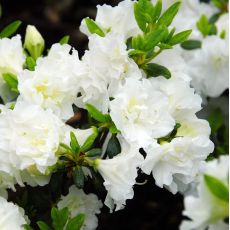 Azalea japonica 'Schneeperle'