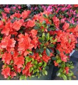 Azalea japonica  'Satchiko'