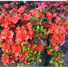 Azalea japonica  'Satchiko'