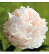 Paeonia lactiflora 'Solange'