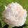Paeonia lactiflora 'Solange'