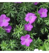 Geranium sanguineum