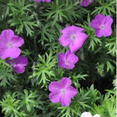 Geranium sanguineum