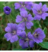 Geranium  'Phillipe Vapelle''