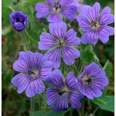 Geranium  'Phillipe Vapelle''