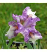 Iris 'Sequel'