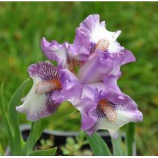 Iris 'Sequel'