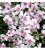 Phlox subulata 'Coral Eye'