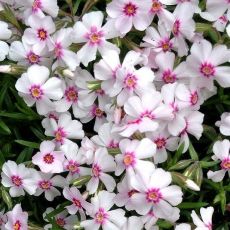 Phlox subulata 'Coral Eye'