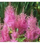 Astilbe 'Gloria'