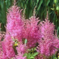 Astilbe 'Gloria'