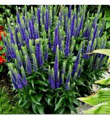 Veronica 'Ulster Dwarf'