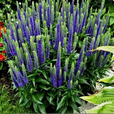 Veronica 'Ulster Dwarf'