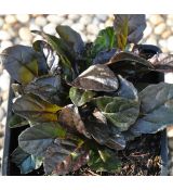 Ajuga reptans 'Chocolate Chips'