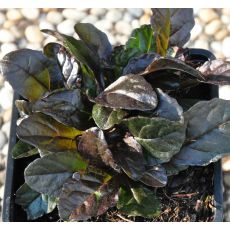 Ajuga reptans 'Chocolate Chips'