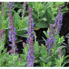 Salvia nemorosa 'Ostfriesland' K9