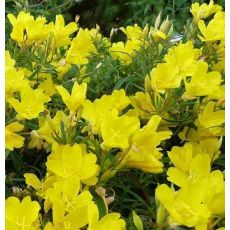 Oenothera 'African sun'