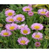 Erigeron glaucus 'Sea Breeze'