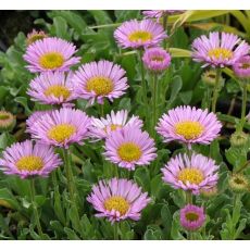 Erigeron glaucus 'Sea Breeze'