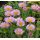 Erigeron glaucus 'Sea Breeze'