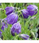 Campanula pulloides