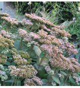 Sedum telephium 'Matrona' K9