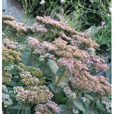 Sedum telephium 'Matrona' K9