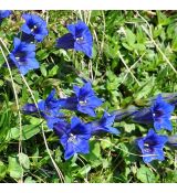 Gentiana clusii