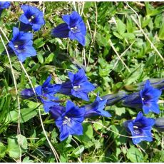 Gentiana clusii