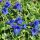 Gentiana clusii