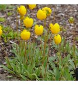 Calceolaria polyrhiza