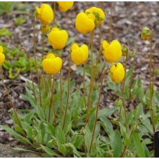 Calceolaria polyrhiza