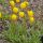 Calceolaria polyrhiza