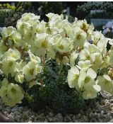 Saxifraga 'Zlatý kuň'